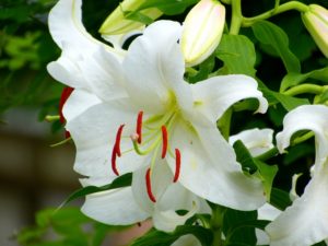ロイヤリティフリーカサブランカ ユリ 最高の花の画像