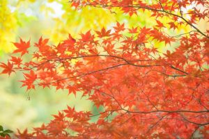 滋賀県の紅葉の名所ランキング5選 穴場なおすすめスポットも紹介 ｈａｐｐｙ ｌｉｆｅ