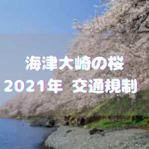 海津大崎の桜2021